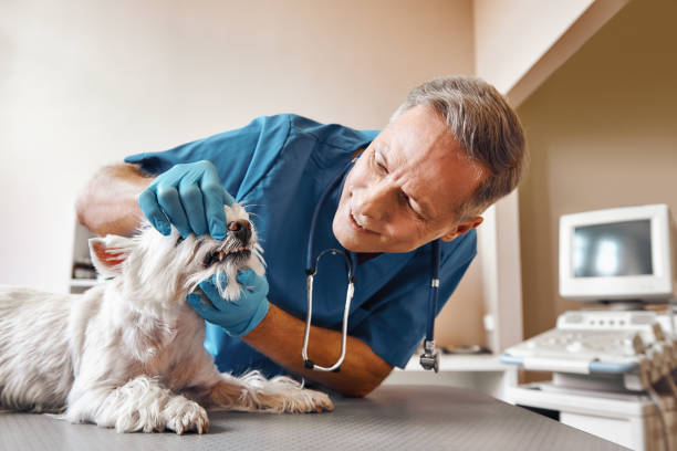 Best Emergency Gum Pain Relief  in Brookdale, NJ